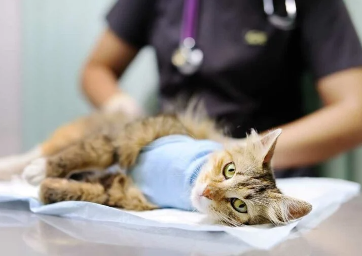 10 Fakta Menarik Tentang Kucing, Tetap Bisa Kawin Walaupun Sudah Steril