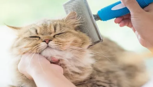 Cara Mudah Grooming Kucing di Rumah | Tanpa Ribet