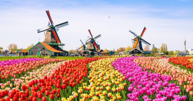 Asal Muasal Bunga Tulip, Ternyata Bukan dari Belanda